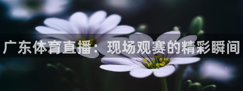 nba在线直播观看直播说球帝：广东体育直播：现场观赛的精彩瞬间