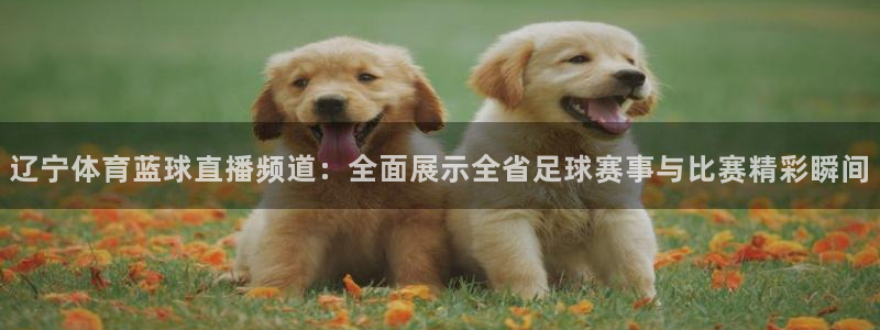 说球帝体育直播：辽宁体育蓝球直播频道：全面展示全省足球赛事与比赛精彩瞬间